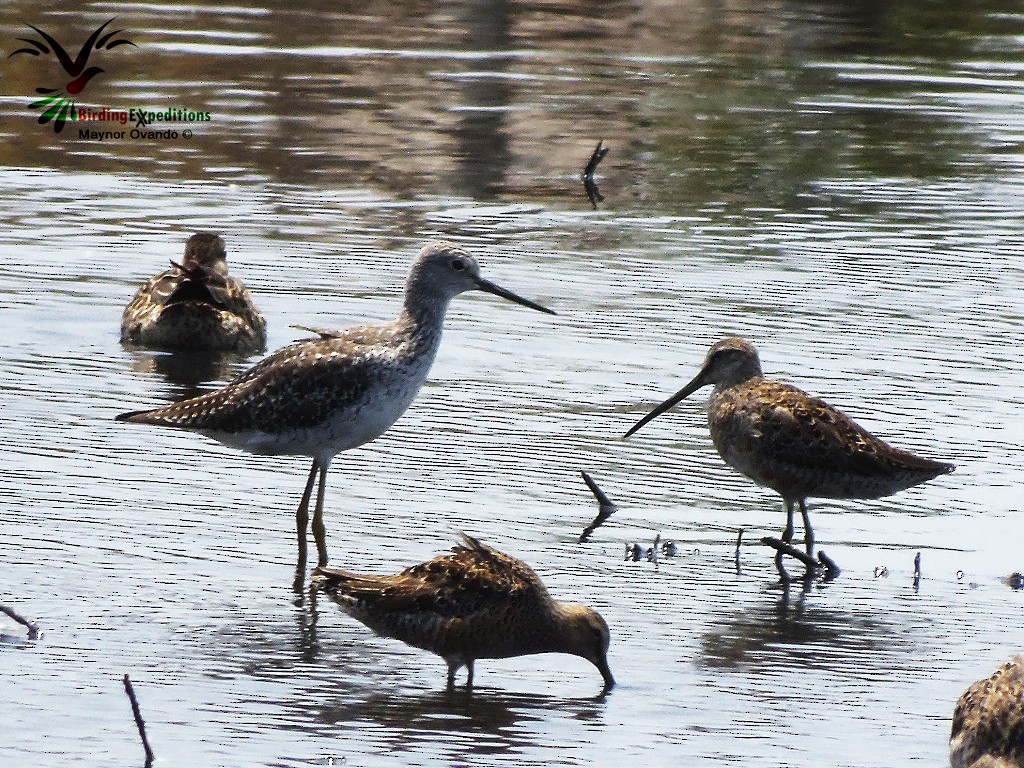 Greater Yellowlegs - ML27280591