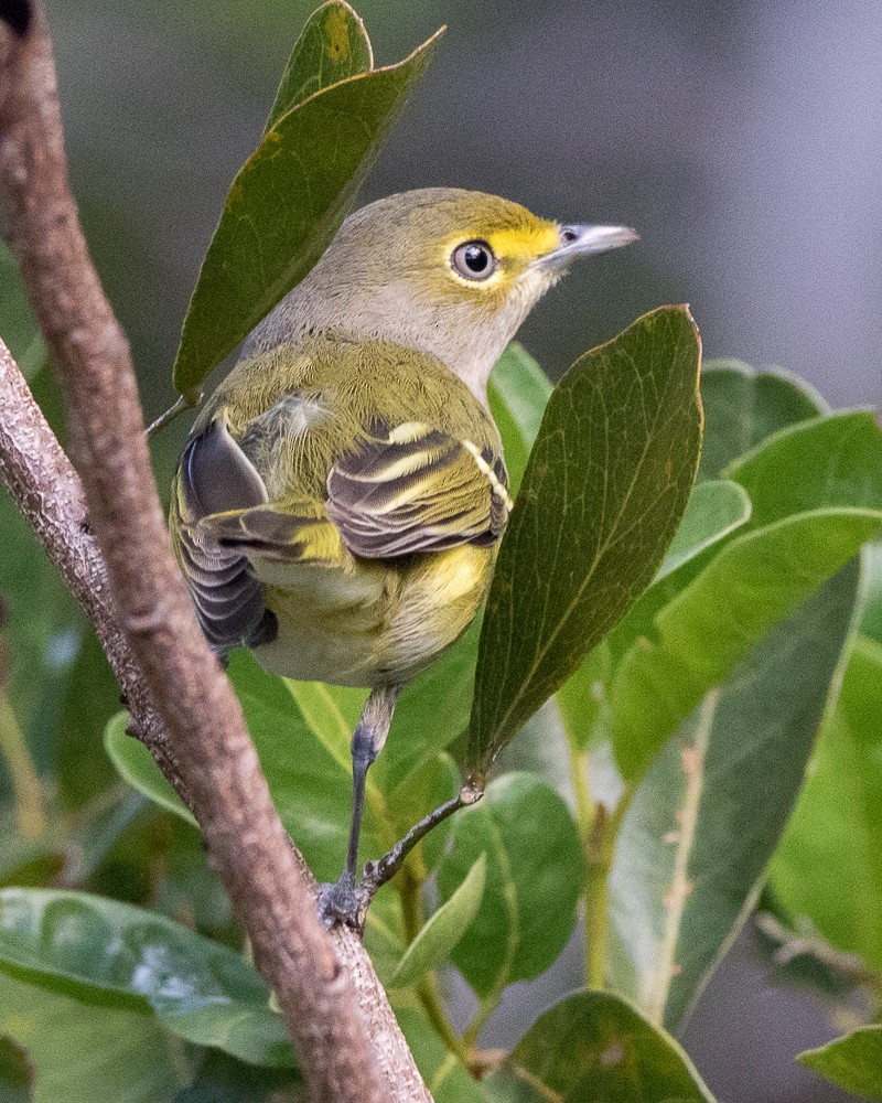 White-eyed Vireo - Pam Koepf