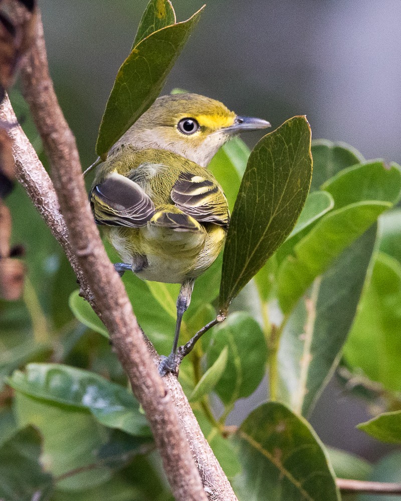 White-eyed Vireo - Pam Koepf