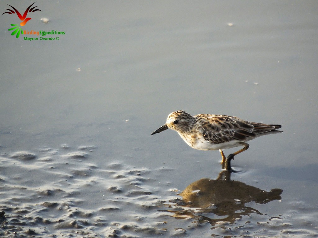 Least Sandpiper - Maynor Ovando