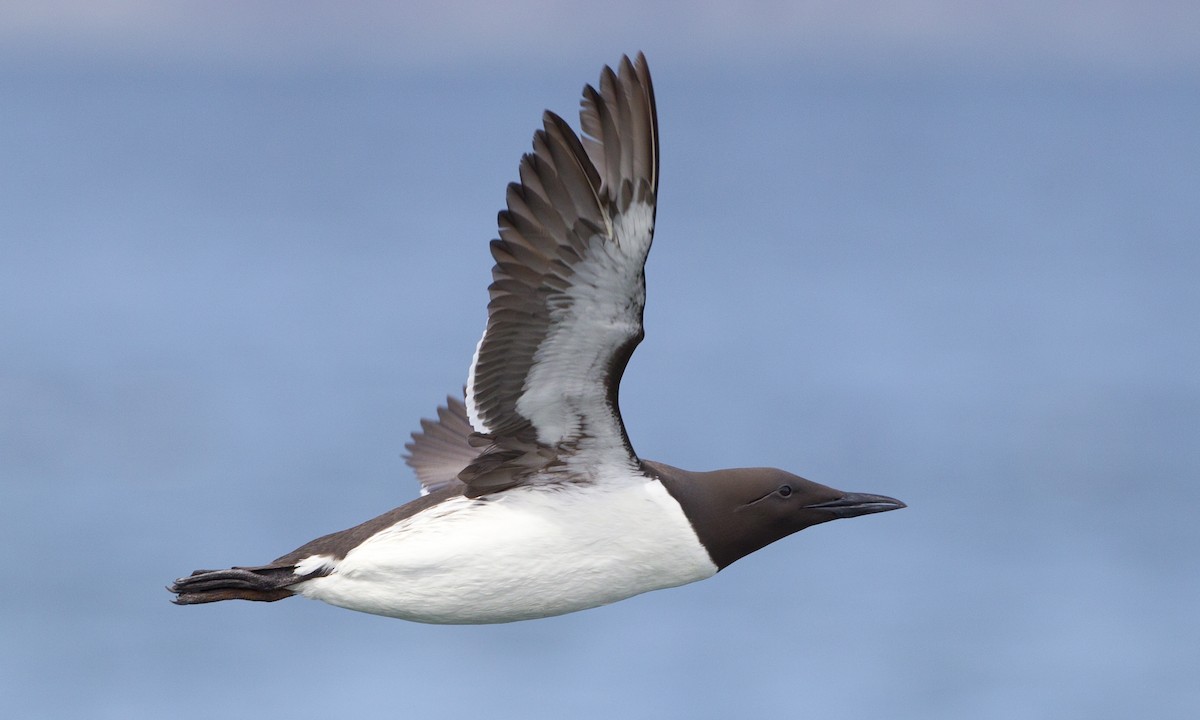 Common Murre - Brian Sullivan