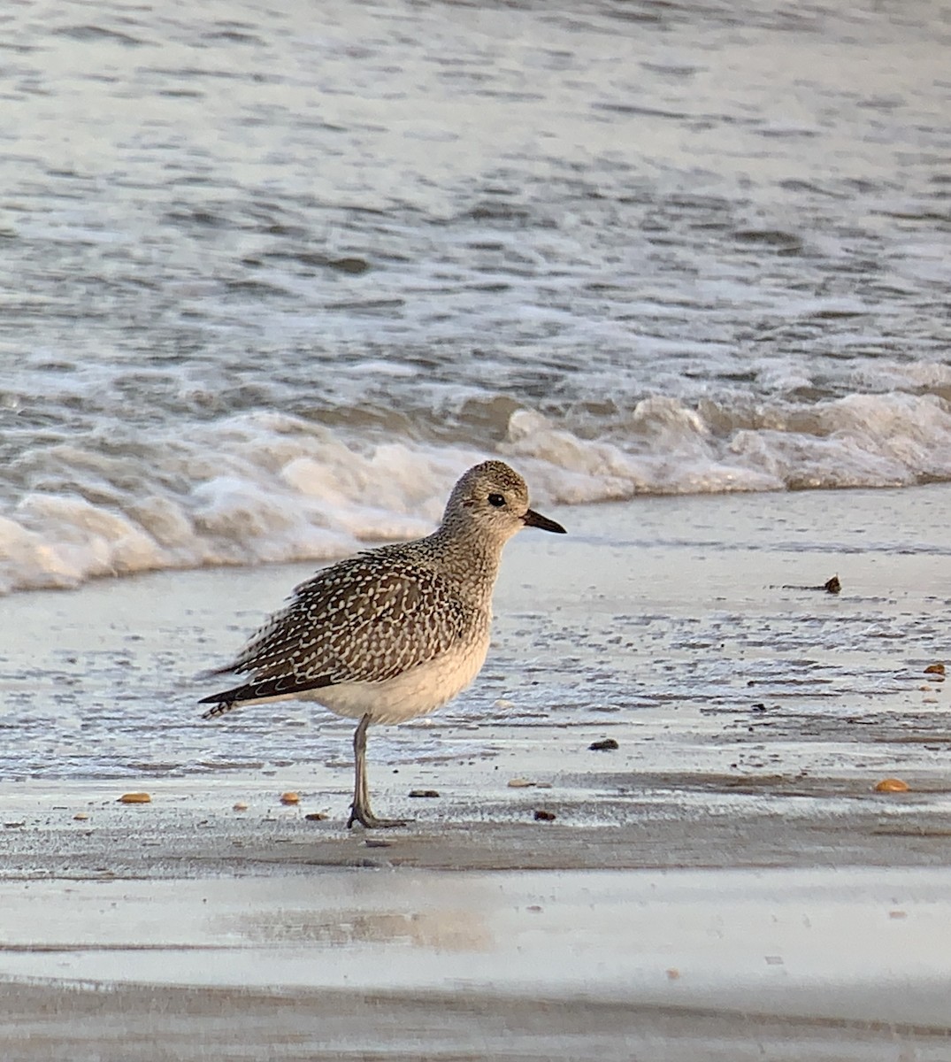 kulík bledý - ML272807751