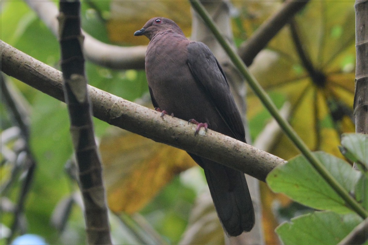 Short-billed Pigeon - David Hollie