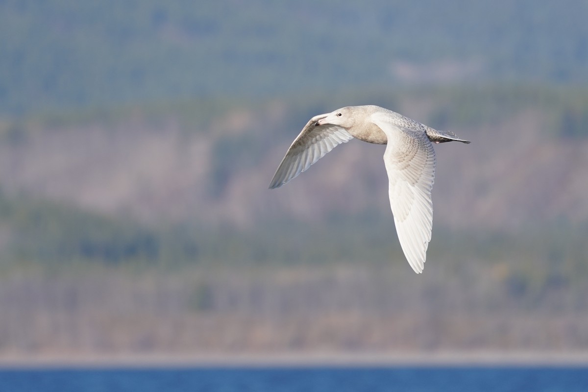 Glaucous Gull - Cameron Eckert