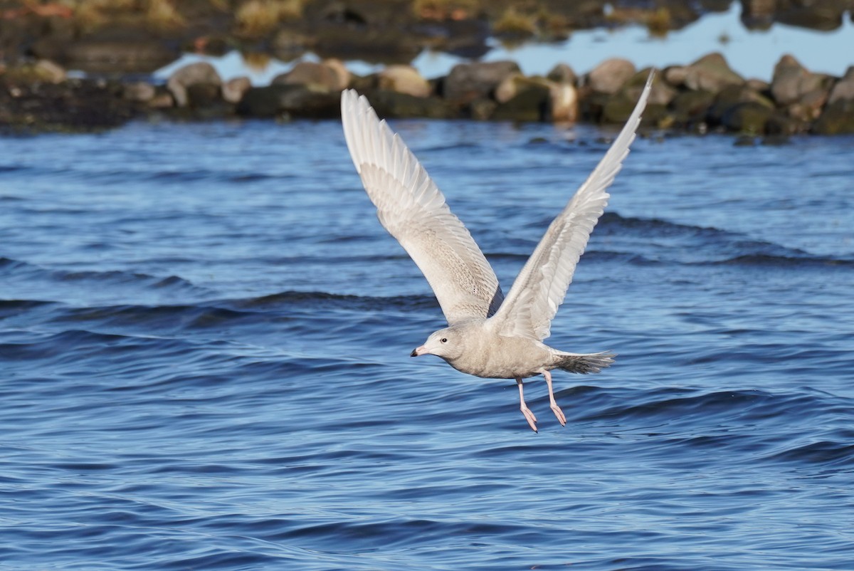 Glaucous Gull - Cameron Eckert