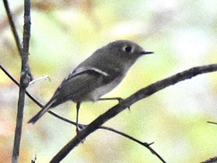 Ruby-crowned Kinglet - ML272810651