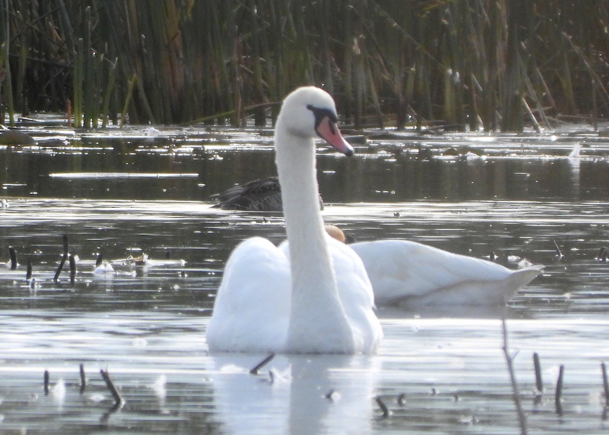 Mute Swan - ML272812521