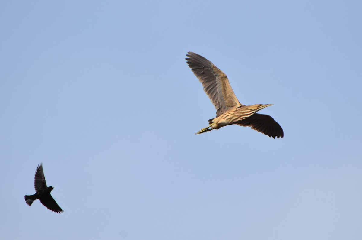 American Bittern - ML27281261