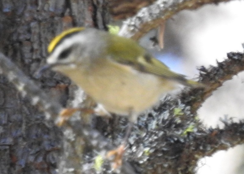 Golden-crowned Kinglet - ML272813021