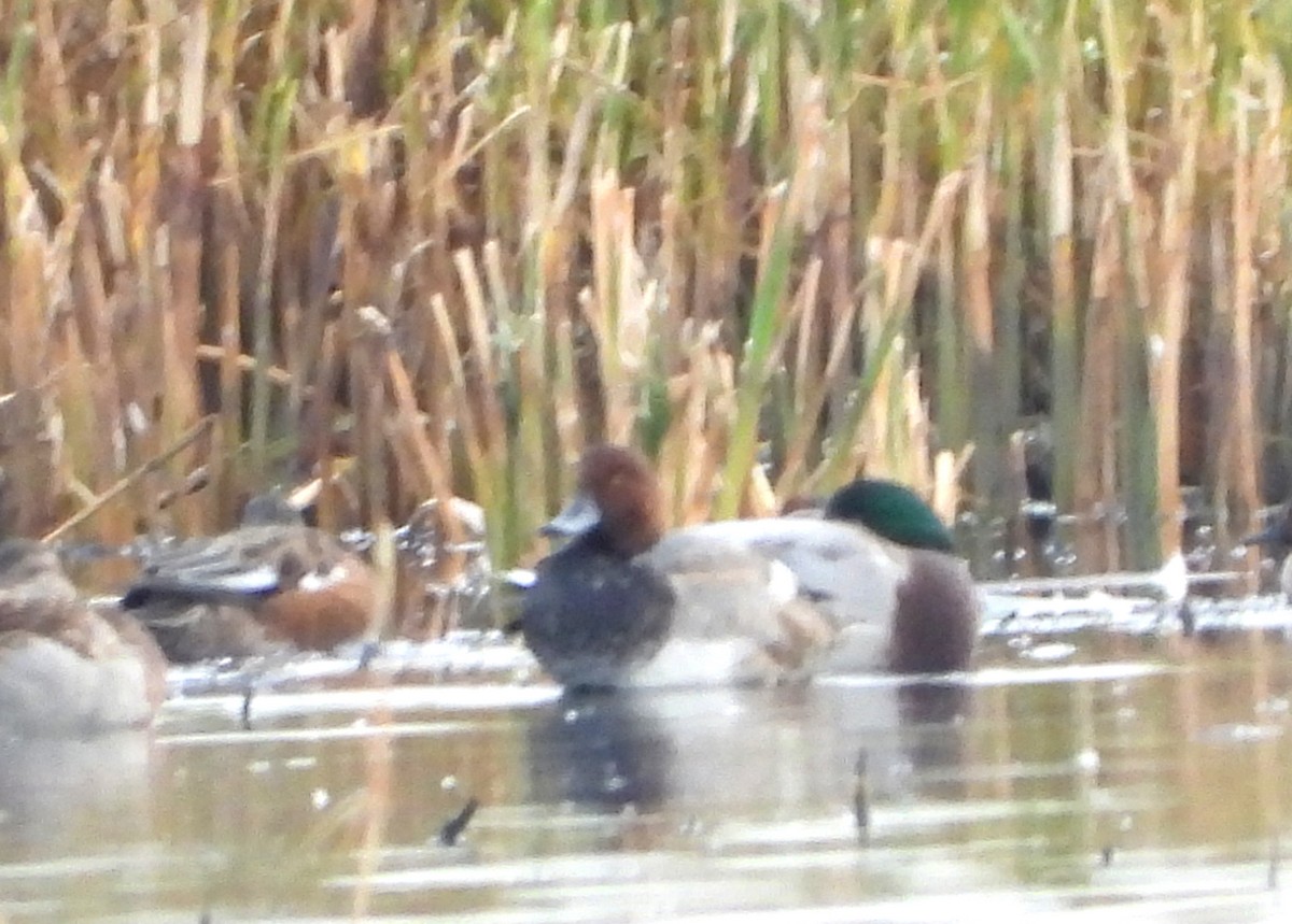 Redhead - ML272813601