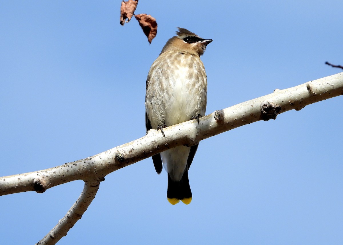 Cedar Waxwing - ML272815691