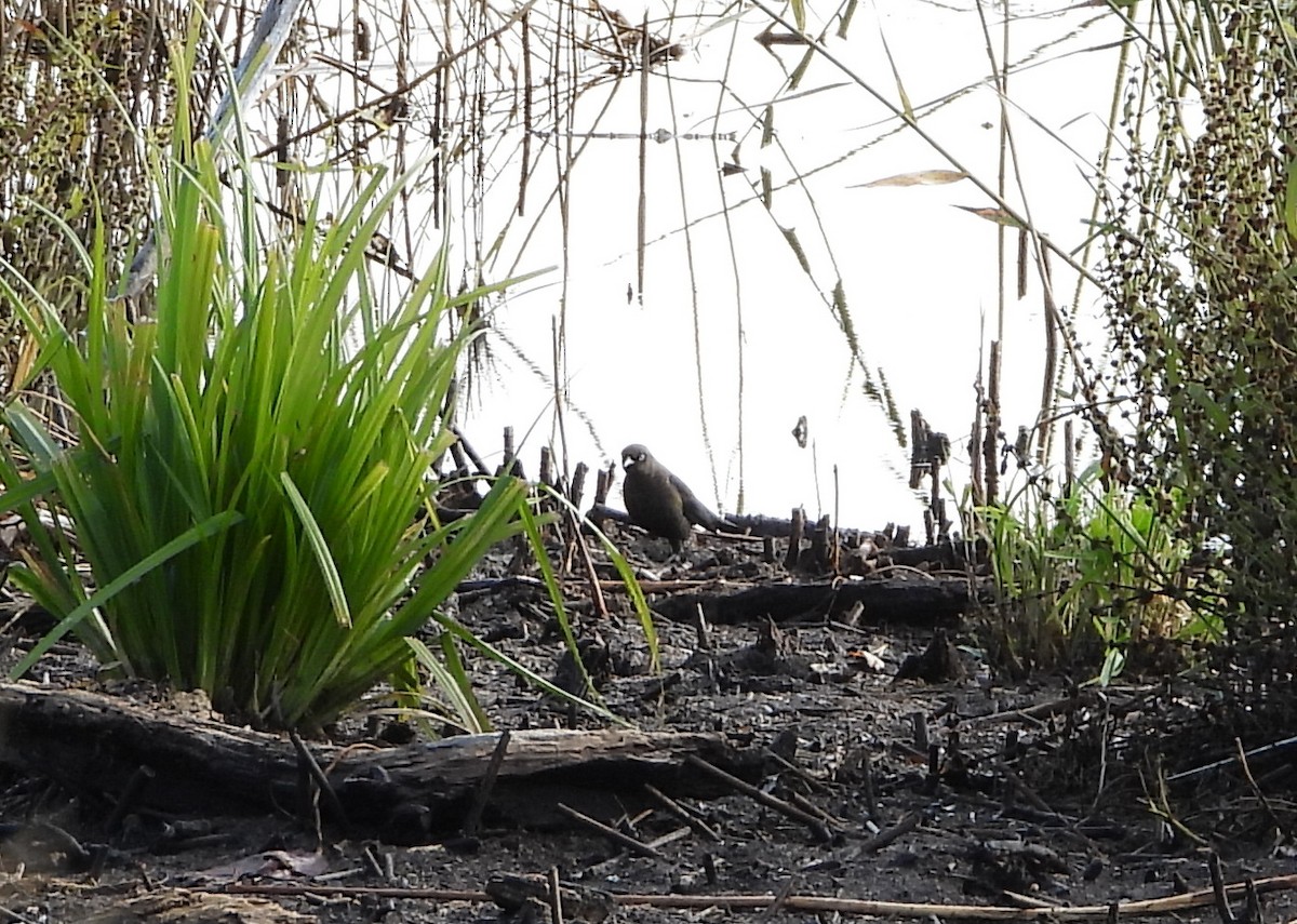 Rusty Blackbird - ML272815761