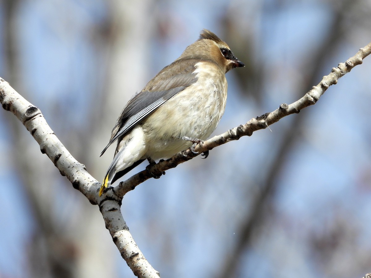 Cedar Waxwing - ML272816311