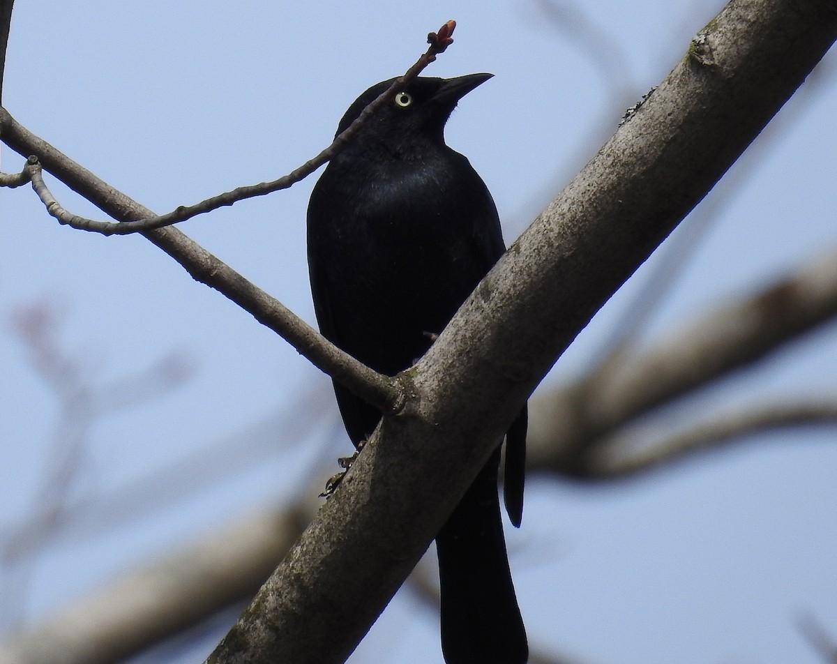 Rusty Blackbird - ML27281721