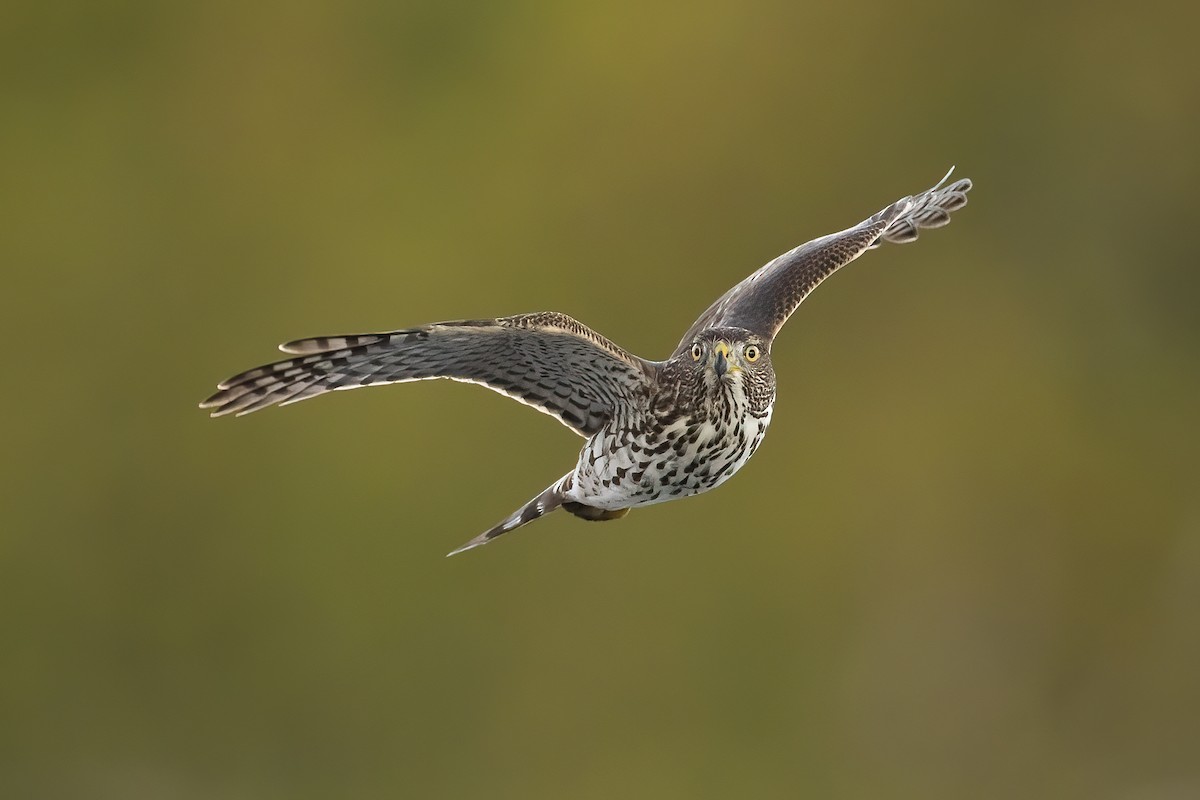 Cooper's Hawk - Ryan Sanderson