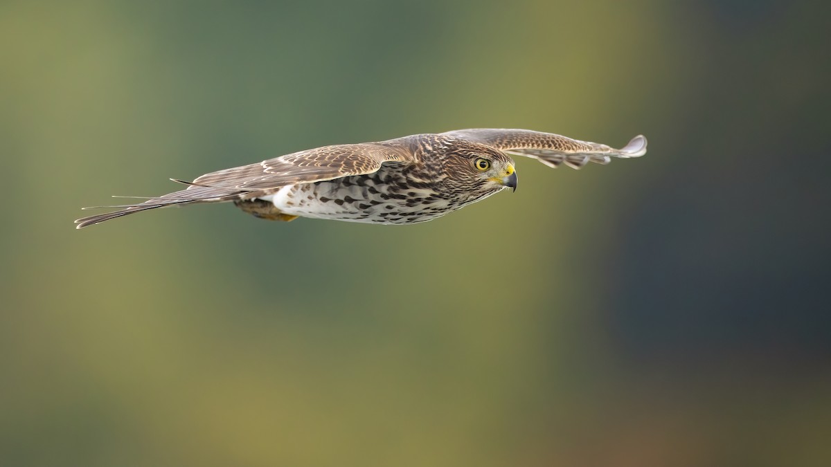 Cooper's Hawk - ML272817701