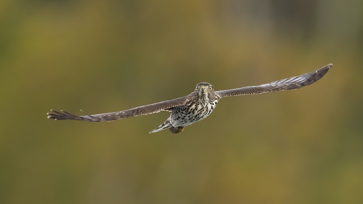 Cooper's Hawk - ML272817721