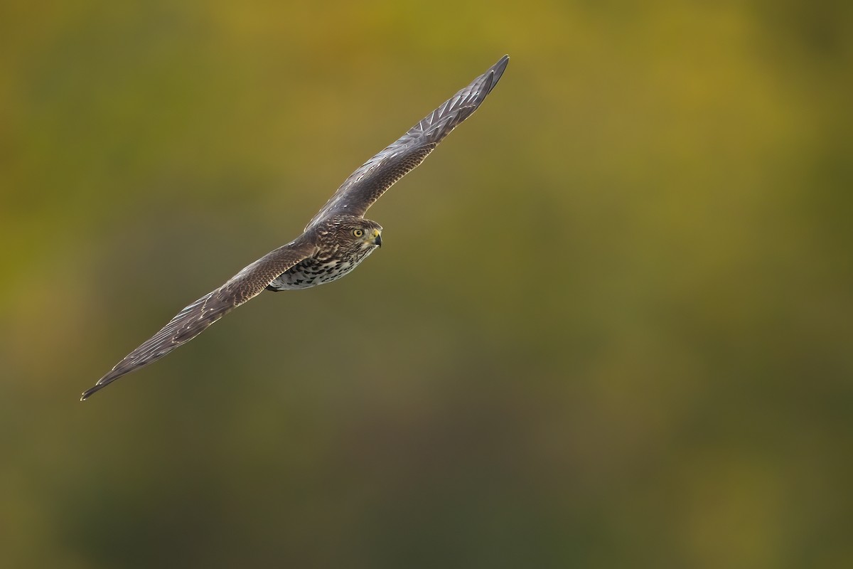 Cooper's Hawk - ML272817731