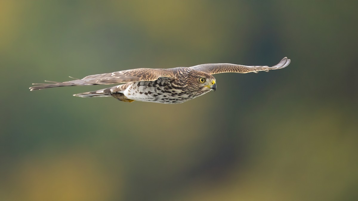 Cooper's Hawk - ML272817741