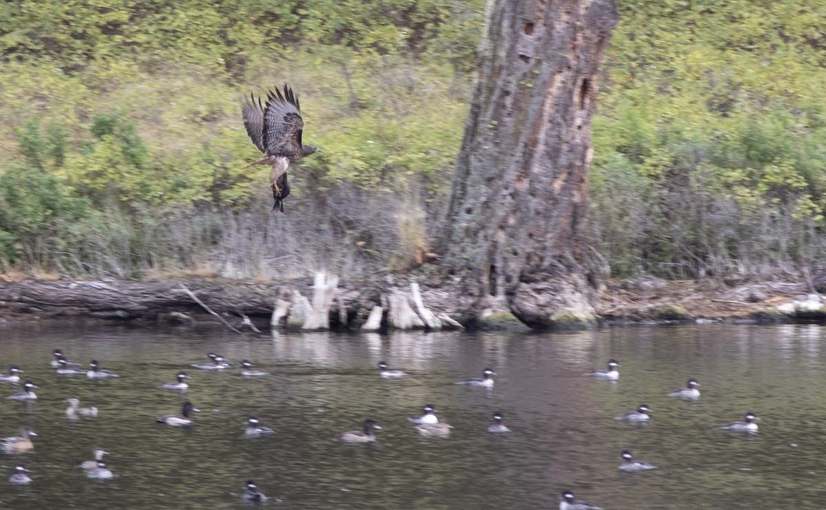 Red-tailed Hawk - ML272819071