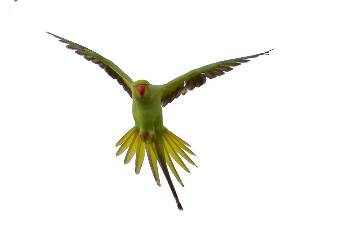 Alexandrine Parakeet - ML272819341