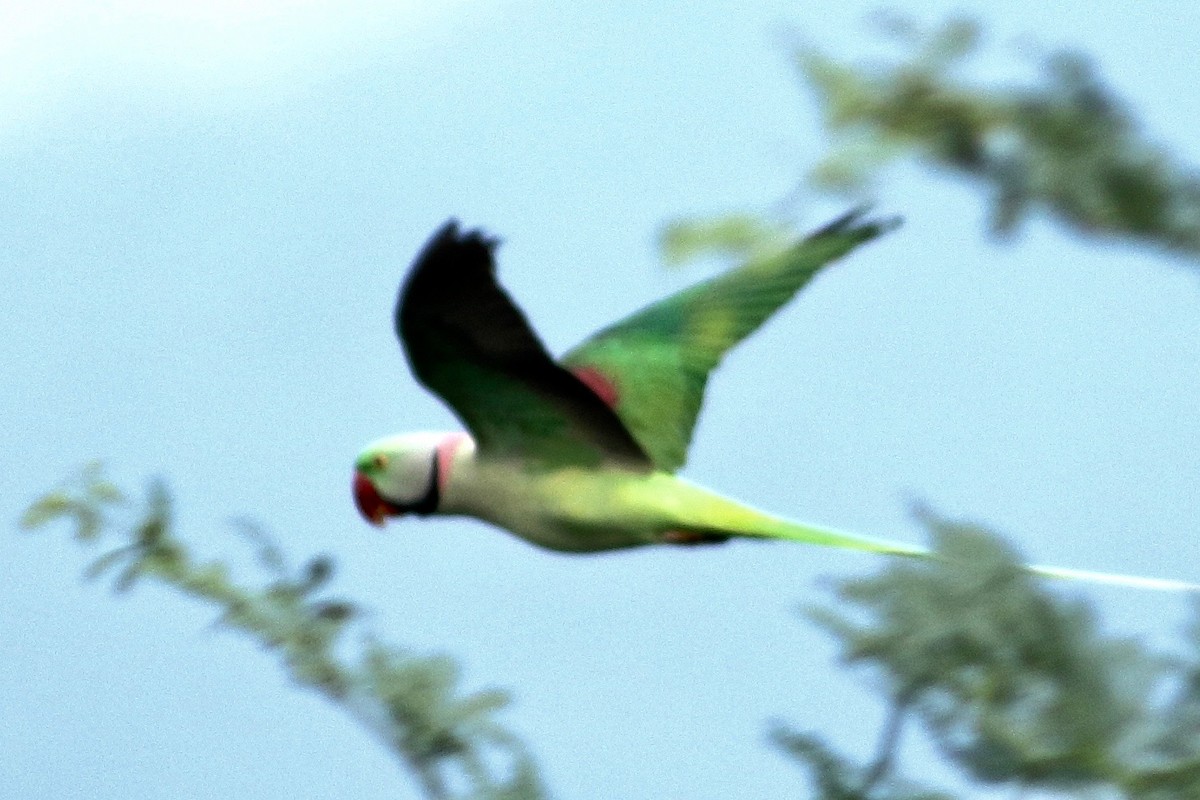 Alexandrine Parakeet - ML272819351