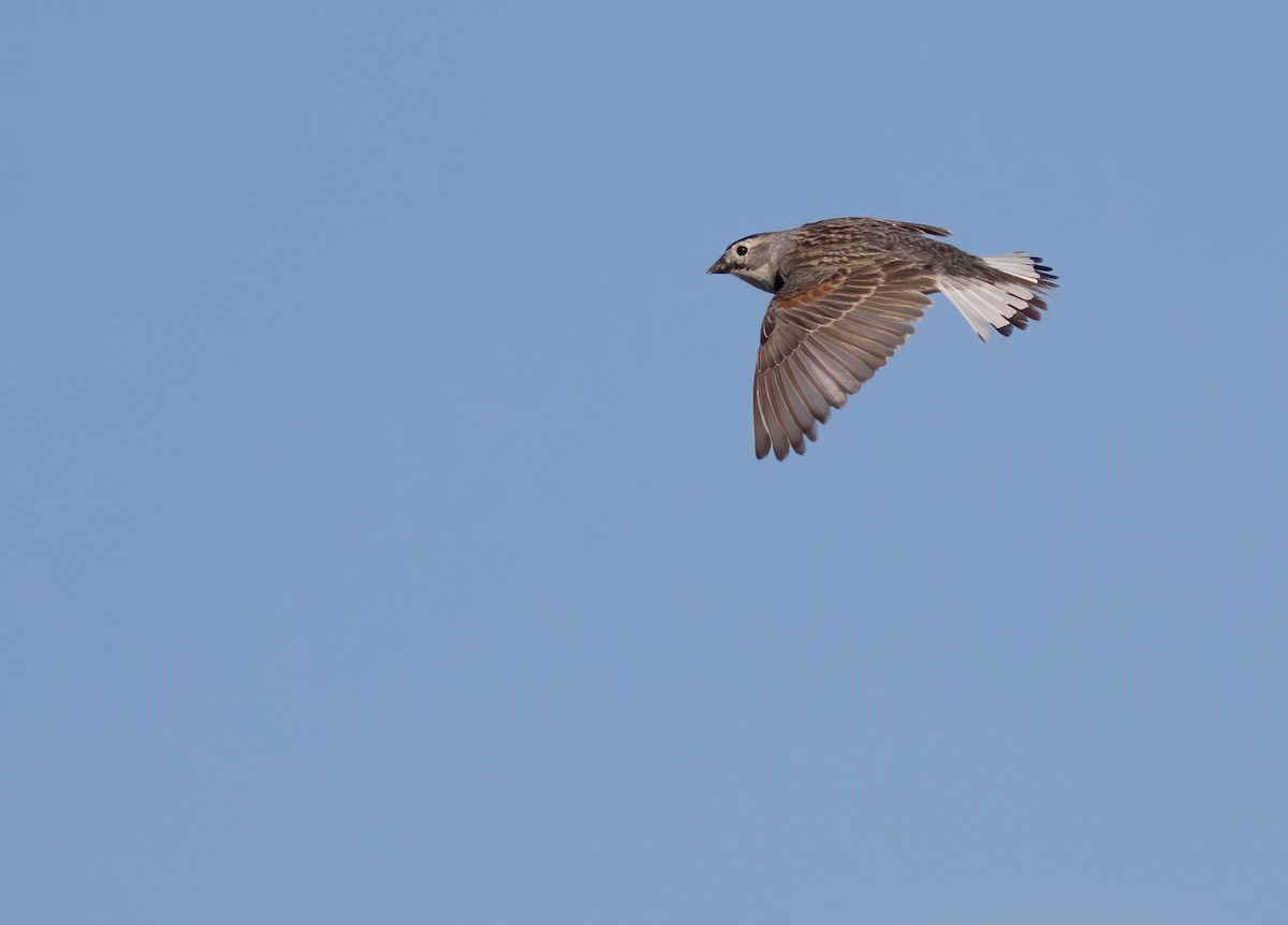 Thick-billed Longspur - ML272820781