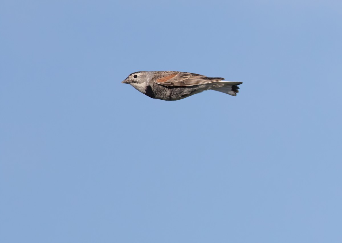 Thick-billed Longspur - ML272820791