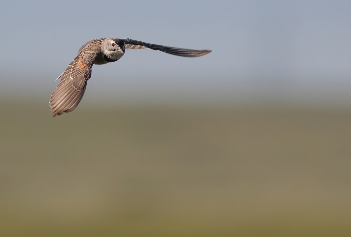 Thick-billed Longspur - ML272820801