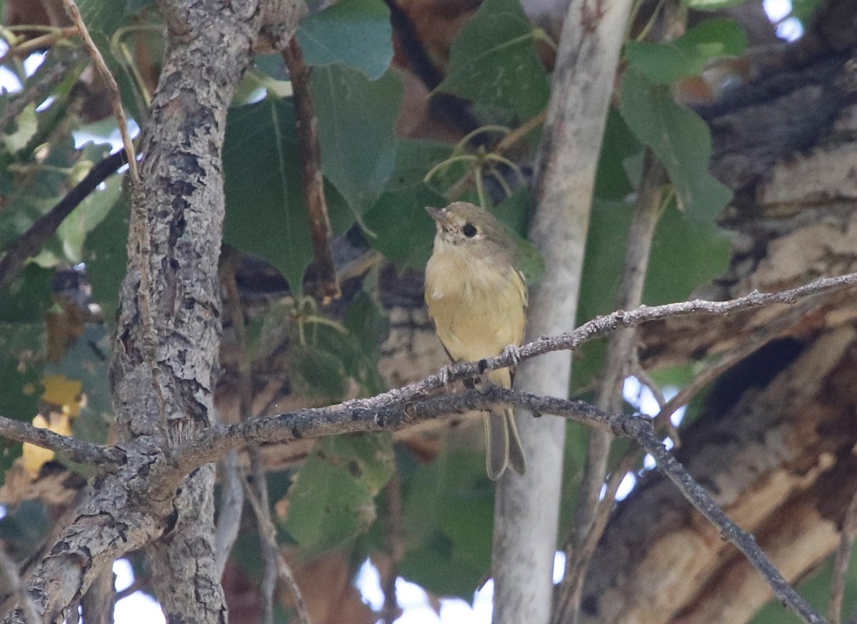 Hutton's Vireo - ML272821951