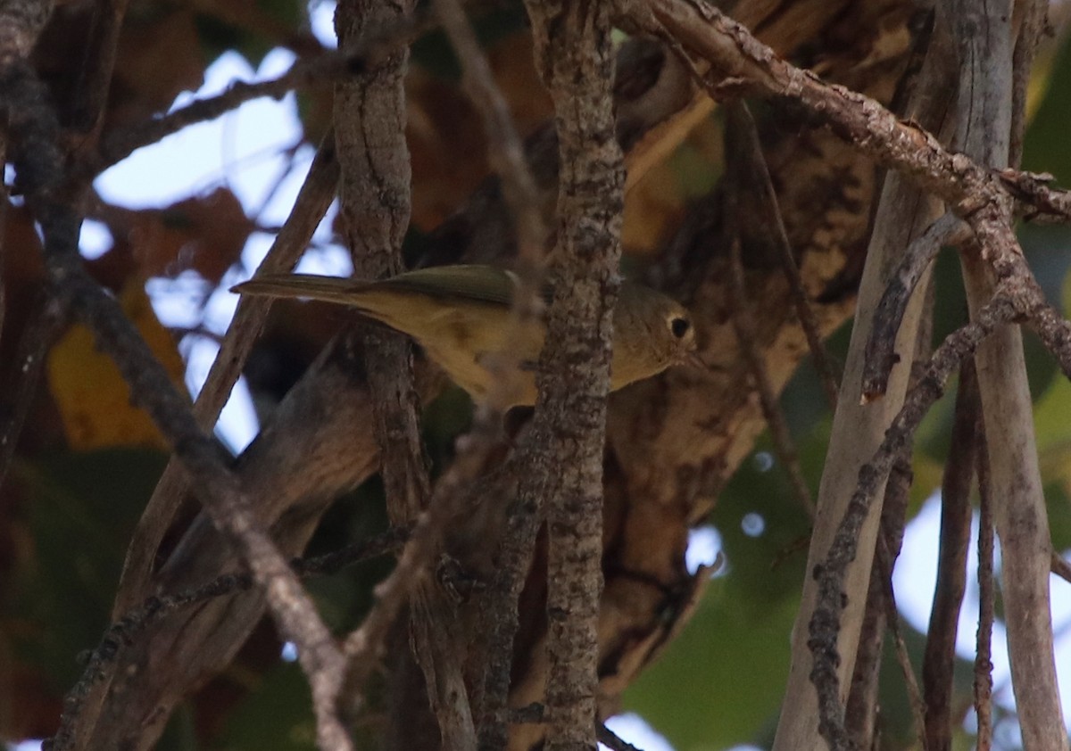 Hutton's Vireo - ML272822541