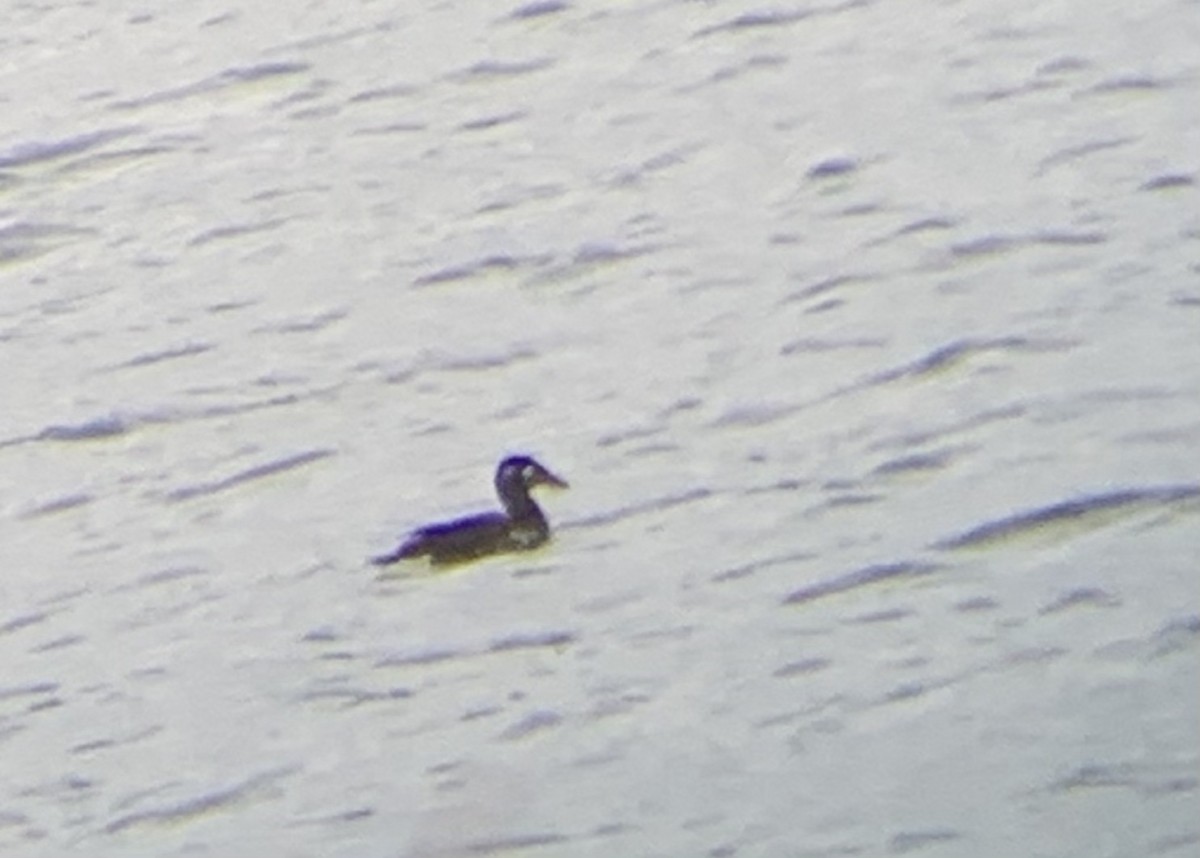 White-winged Scoter - Jonathan and Tamera Eirten