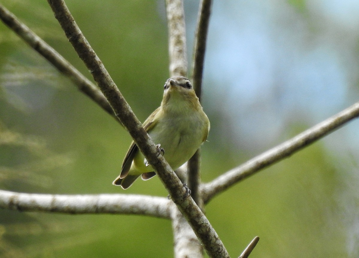 Vireo Ojirrojo - ML272824141