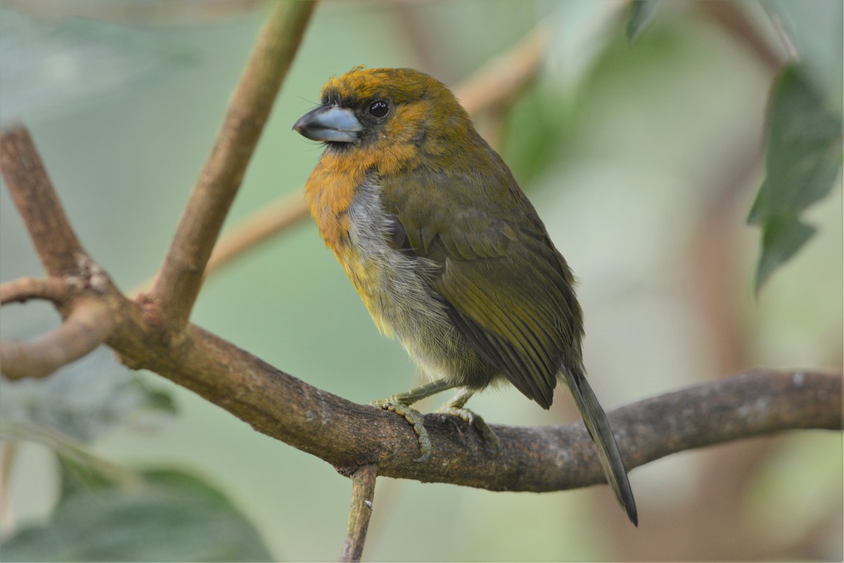 Prong-billed Barbet - David Hollie