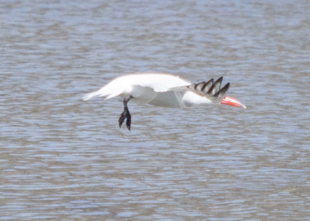 Caspian Tern - ML27282731