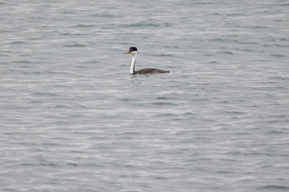 Western Grebe - ML272827401