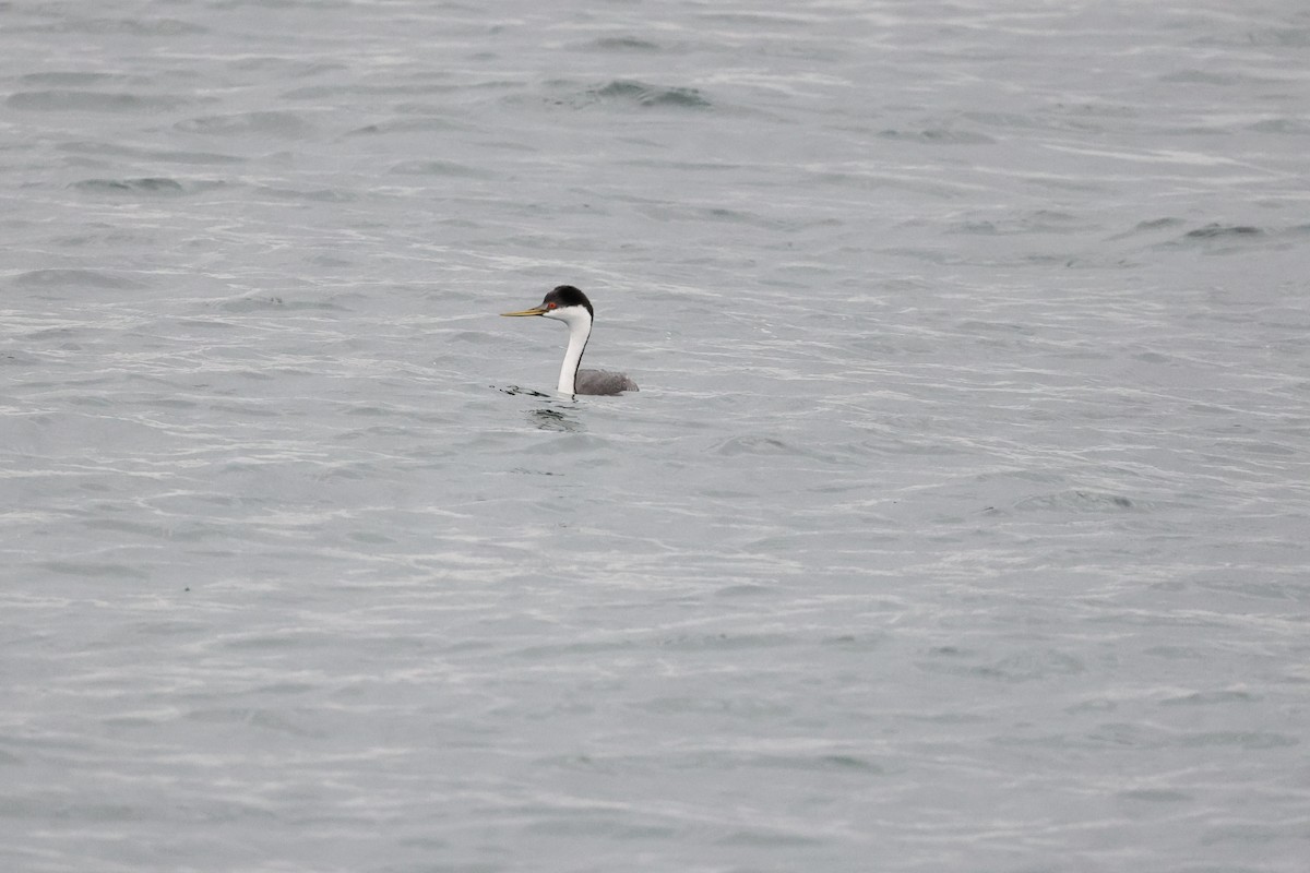 Western Grebe - ML272827431