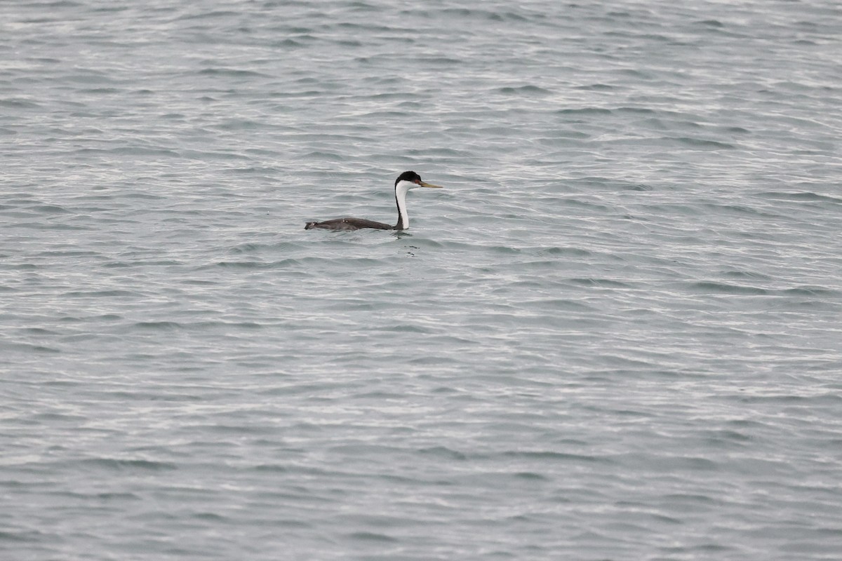 Western Grebe - ML272827471