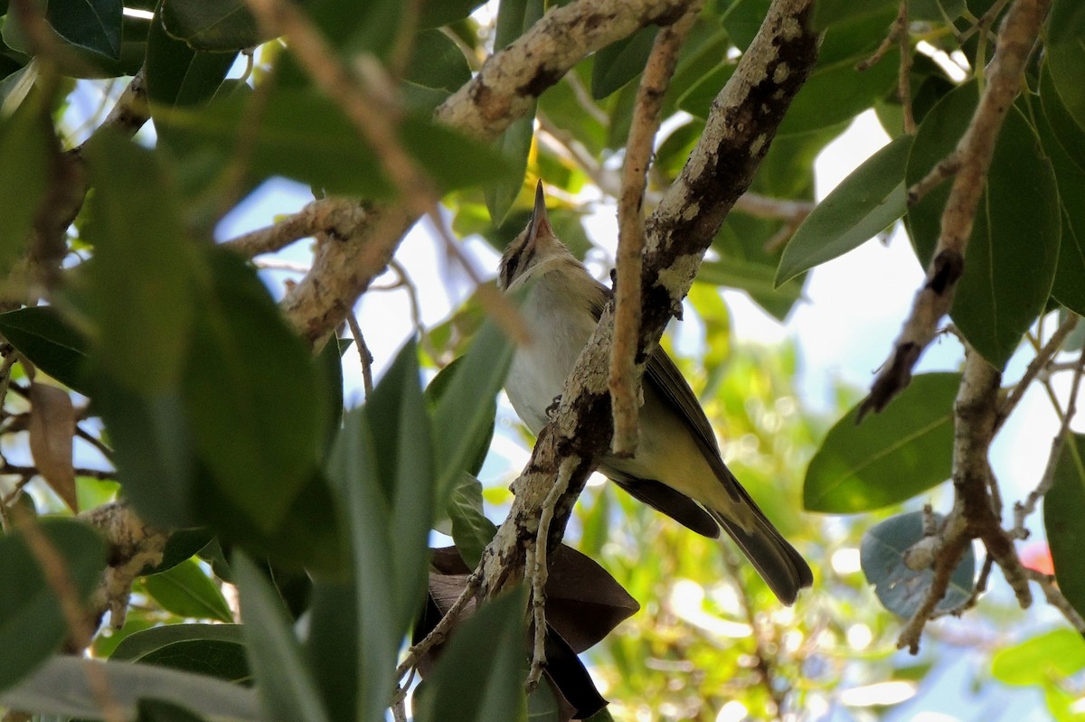 Black-whiskered Vireo - ML27282751