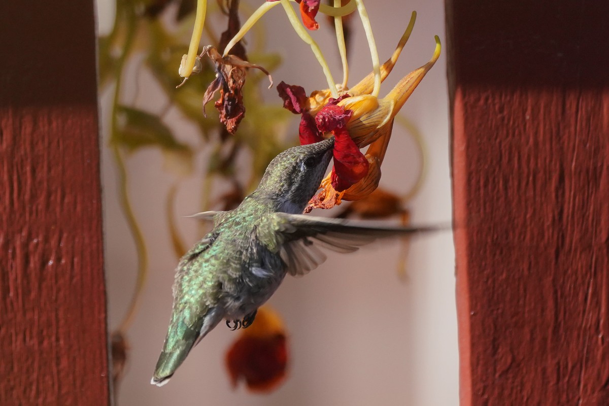 Anna's Hummingbird - Cameron Eckert