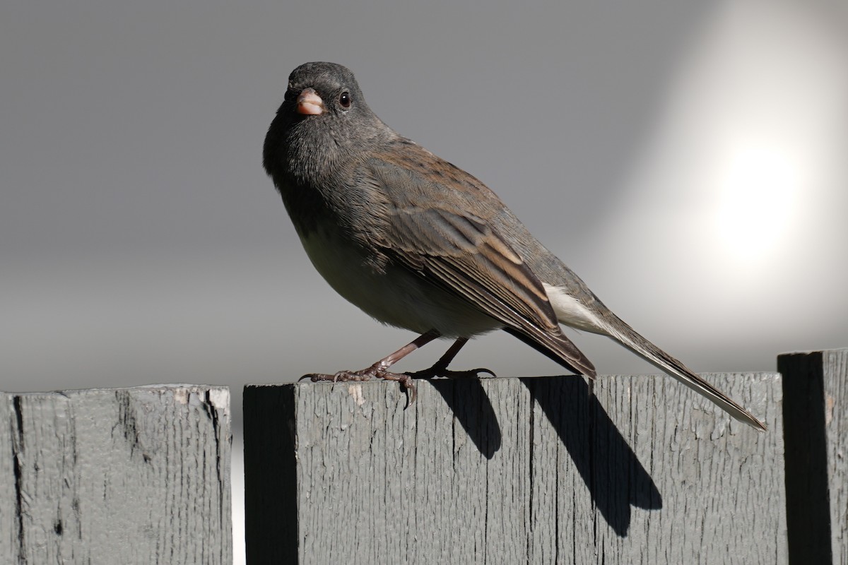 ユキヒメドリ（hyemalis／carolinensis） - ML272828571