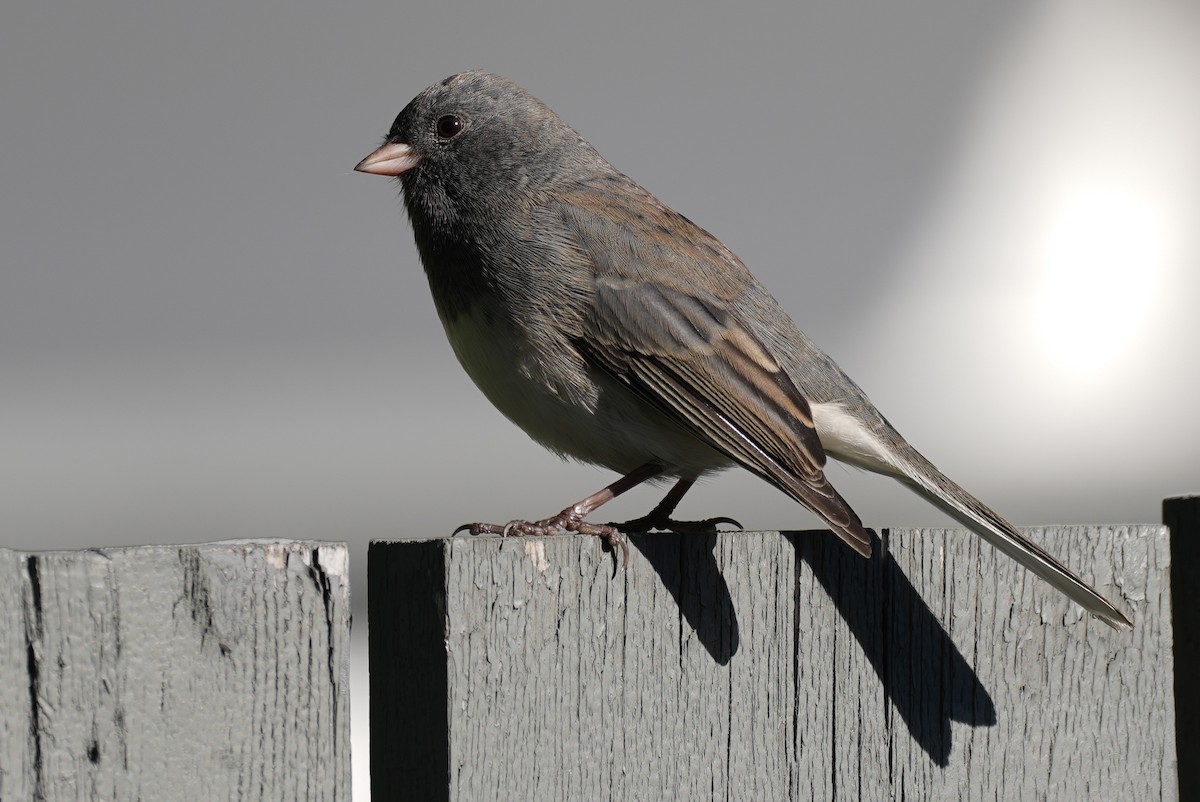 ユキヒメドリ（hyemalis／carolinensis） - ML272828581