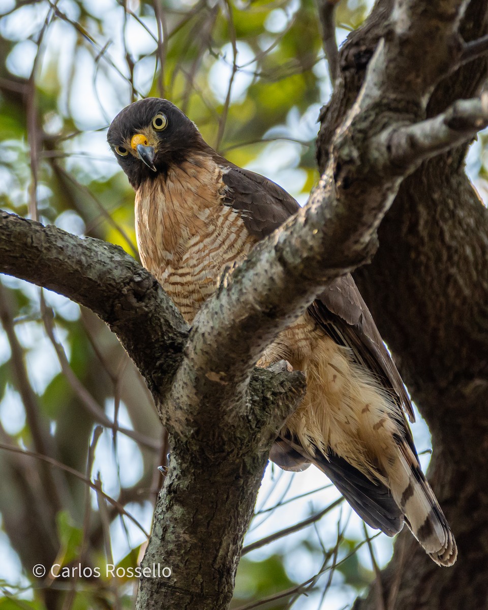 Roadside Hawk - ML272830321