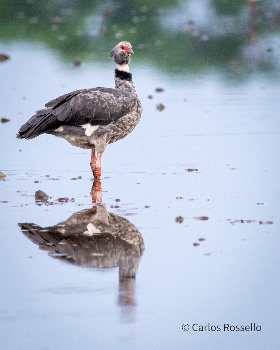 Southern Screamer - ML272831071