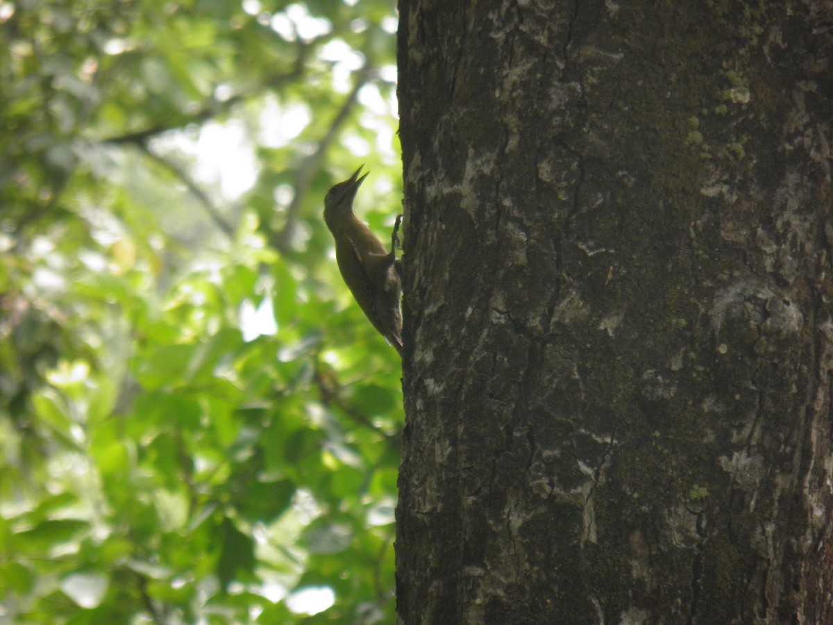 Gray-headed Woodpecker - ML272832121