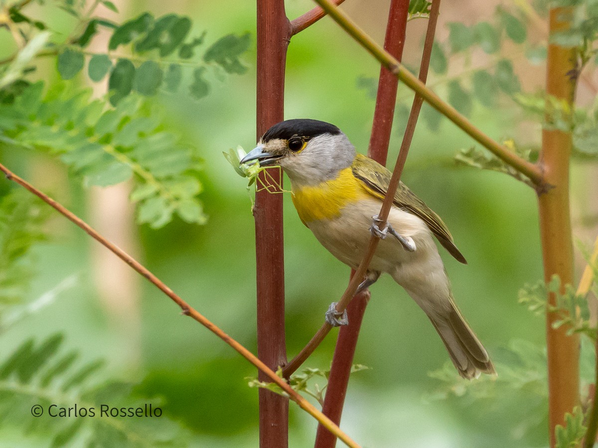 Green-backed Becard - Carlos Rossello