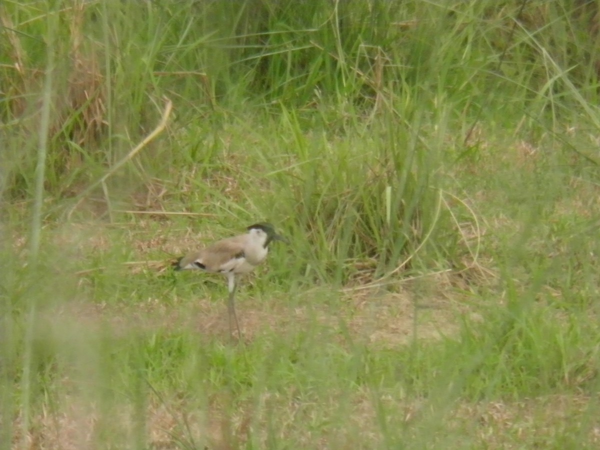 River Lapwing - ML272833041