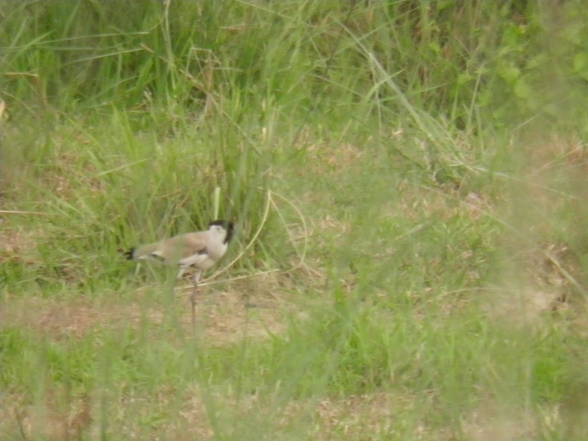 River Lapwing - ML272833101