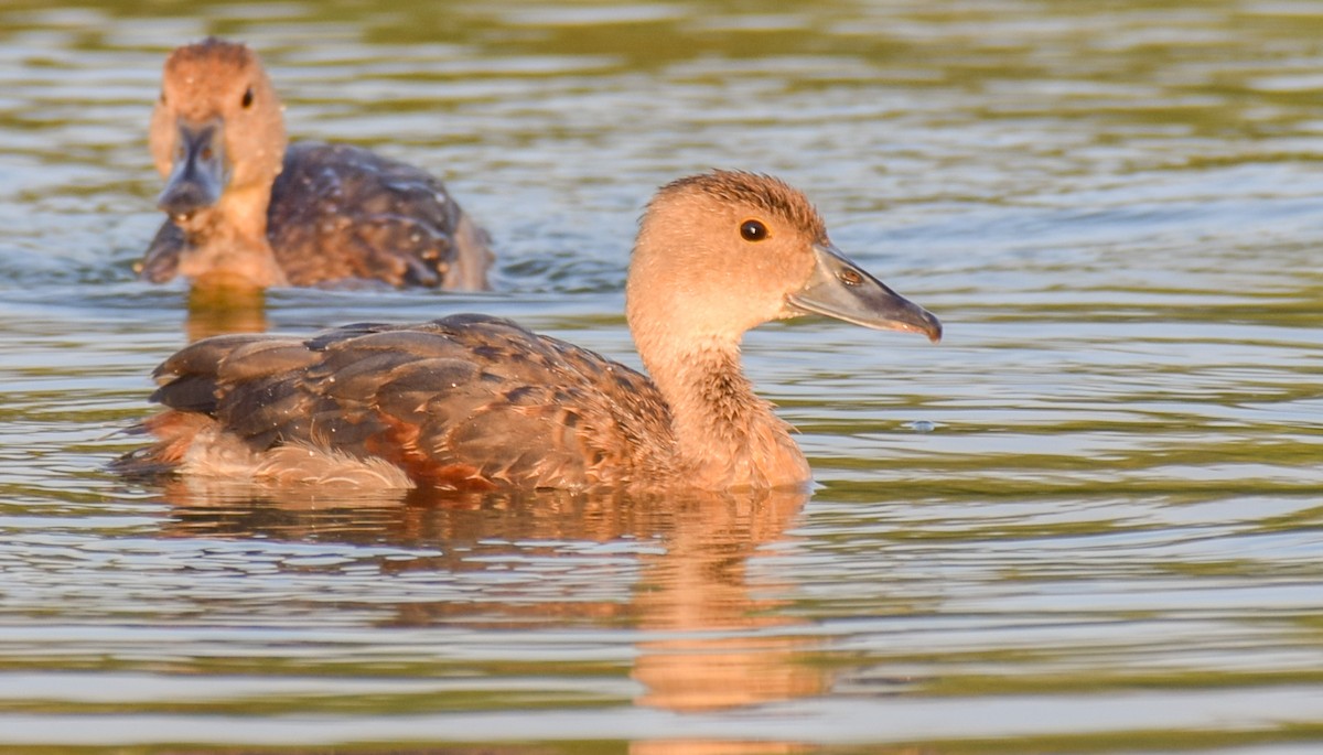 Модны анхир - ML272835451