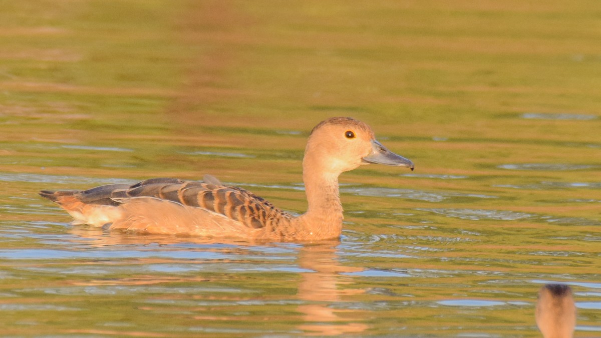 Lesser Whistling-Duck - ML272835461